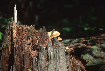 Mushrooms begin to grown in an old tree stump in the forest