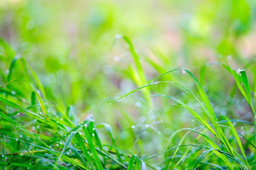 green grass with water drops background