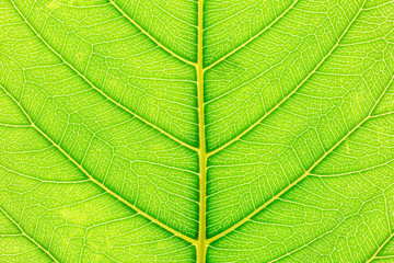 Green Leaf pattern texture background with light behind for website template, spring beauty, environment and ecology concept design.