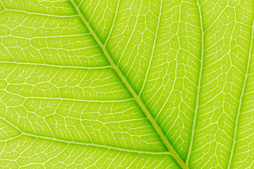 Green Leaf pattern texture background with light behind for website template, spring beauty, environment and ecology concept design.
