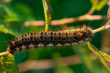 The larva of a butterfly on one of three parallel branches.
