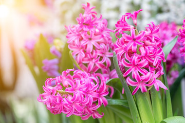 Hyacinth flower and green leaf background in garden at sunny summer or spring day for postcard beauty decoration and agriculture design. Hyacinthus flower. - obrazy, fototapety, plakaty
