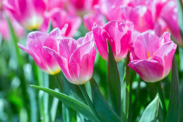 Tulip flower with green leaf background in tulip field at winter or spring day for postcard beauty decoration and agriculture concept design