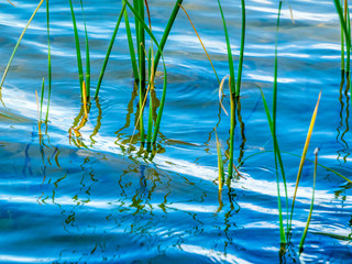 Grass blades growing in water