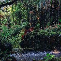 Green leaves background. Natural tropical background nature forest jungle foliage.