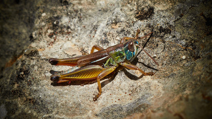 grasshopper on stone
