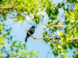 Common grackle, with iridescent feathers,  perched on a cottonwood branch in bright sunlight