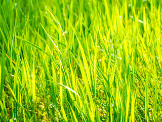 Bright green spring grass blades, closeup, texture