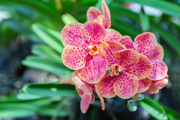 Orchid flower in orchid garden at winter or spring day for beauty and agriculture concept design....
