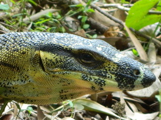 Close up of the head of an Australian Goanna