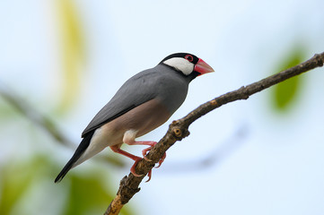Java sparrow bird with gray hairs, pink mouth