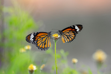 The Common Tiger butterflies (Danaus genutia genutia) perching on flower