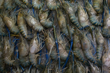 Macrobrachium rosenbergii palaemonid, giant river prawn or giant freshwater shrimp