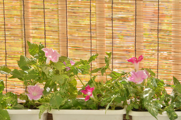 朝顔の花　すだれ