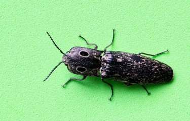 Eastern-Eyed Click Beetle (Alaus oculatus) macro isolated on green background.