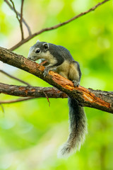 Squirrel gnawing branch bark on a tree