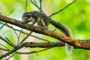 Squirrel gnawing branch bark on a tree
