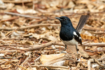 Male Oriental Magpie Robin perching on leafy ground finding insects under leaves