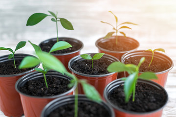Green young plants in brown pots. Potted plants on white wooden background.
