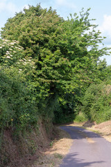 Fototapeta na wymiar The Normandy hedge in France