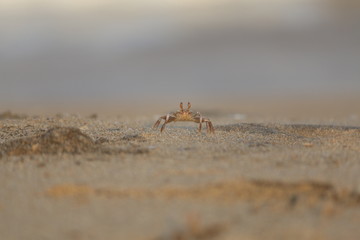 Beach crab