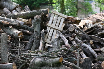 Fototapeta na wymiar A pile of firewood in a forest in Berlin-Germany.