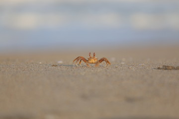 Beach crab