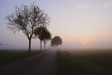Fototapeta na wymiar Trees along diminishing road in foggy weather