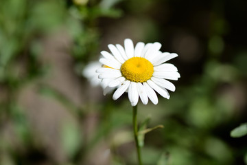 Bright camomile flower on a sunny day close up