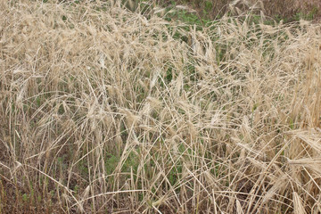 밭에 익은 보리