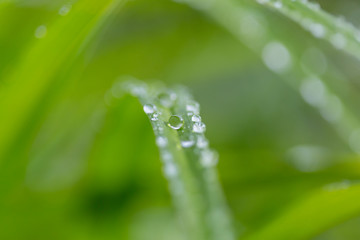 Naklejka premium Dew drops