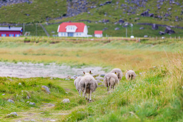 Fototapeta premium Sheep in Norway