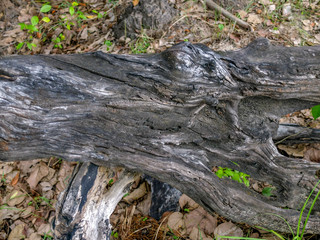 Old wooden background pattern that has been exposed to the sun