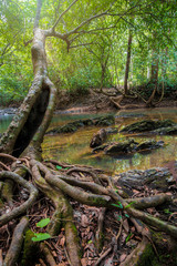  Trees and rivers in the morning