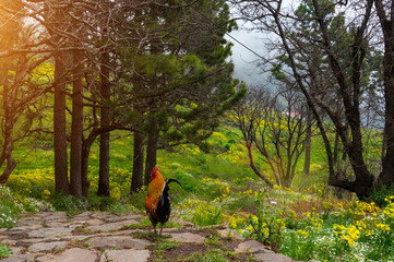 Fototapete bei efototapeten.de bestellen   