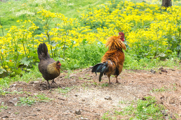 cock and hena among green yellow meadow in summer