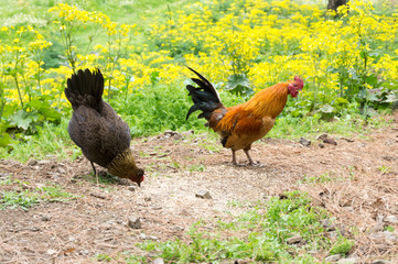 rooster and hen anomg green yellow meadow in summer