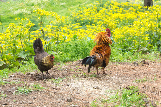 cock and hena among green yellow meadow in summer