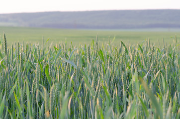 Young green wheat in the rays of the rising sun