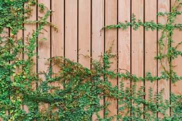 Beautiful Green ivy leaves climbing on  wooden wall. wood planks covered by green leaves. Natural background texture.