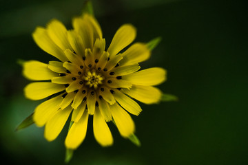 A blooming yellow flower on a dark green background.