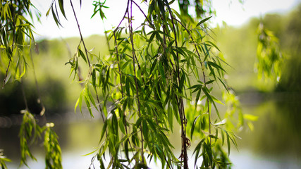 leaves
