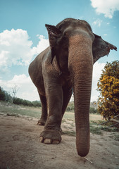 Fototapeta na wymiar Lonely elephant staring at the camera 