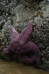 starfish on rock closeup