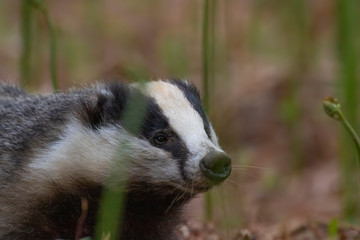 Badger, meles meles, browsing and eating,  close to and in distance surrounded by bracken in a Scottish pine/birch forest during a June evening.