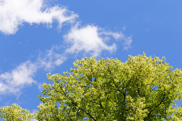 Green tree branch against the blue sky. In the sky, white oblok.