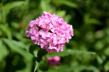 Fototapeta premium Beautiful sweet william flowers (Dianthus barbatus) in the garden close up