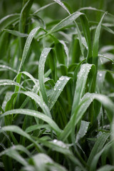 Obraz premium Water droplets on blades of grass after rain, greenery eco-friendly organic background, clearness, purity, freshness concept, ecology, summer natural plant
