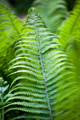 Beautyful ferns leaf green foliage natural floral fern background in sunlight, sacral geometry...