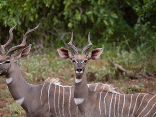 Kudu in Tsavo Conservation Area, Kenya